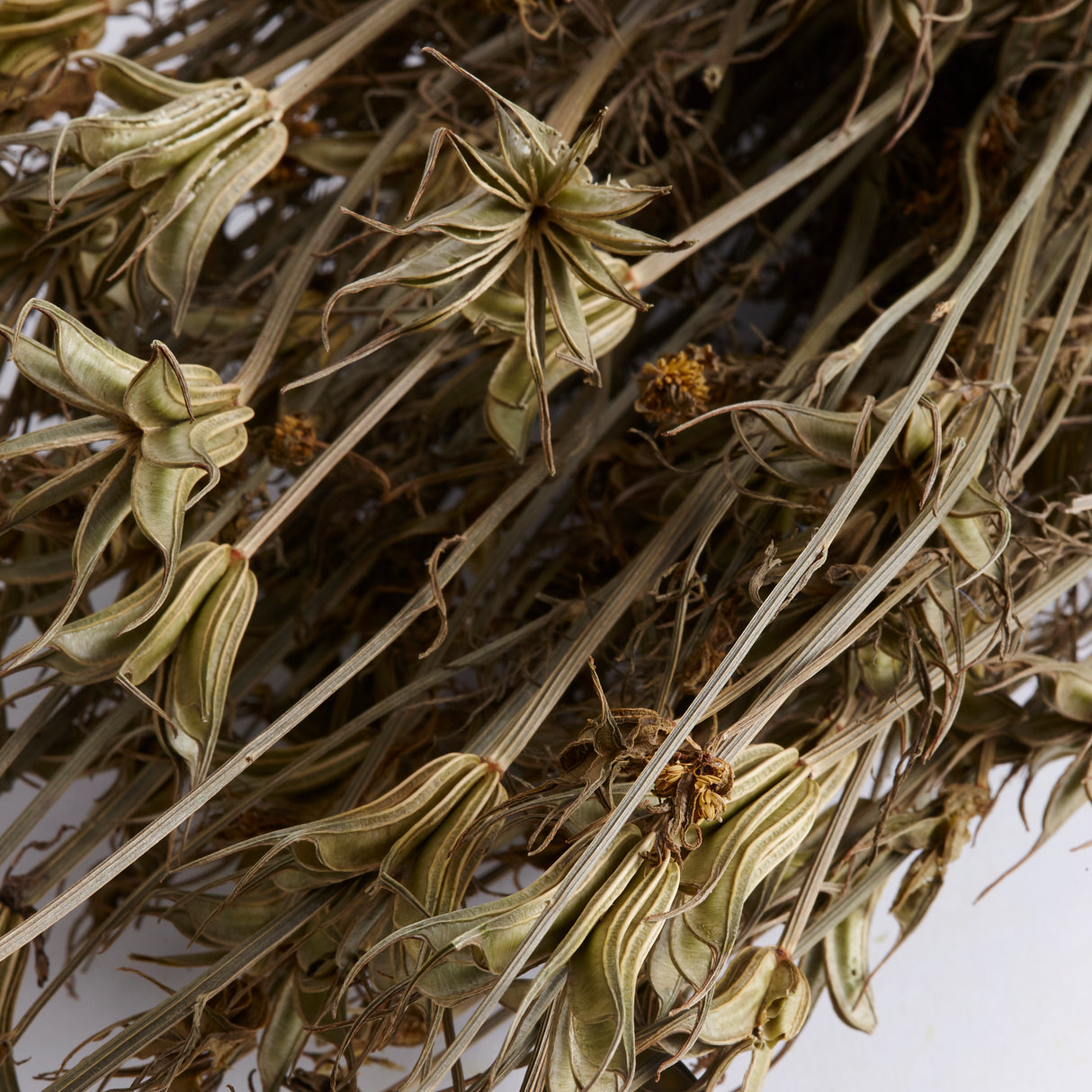 Nigella orientalis, Dried, Natural