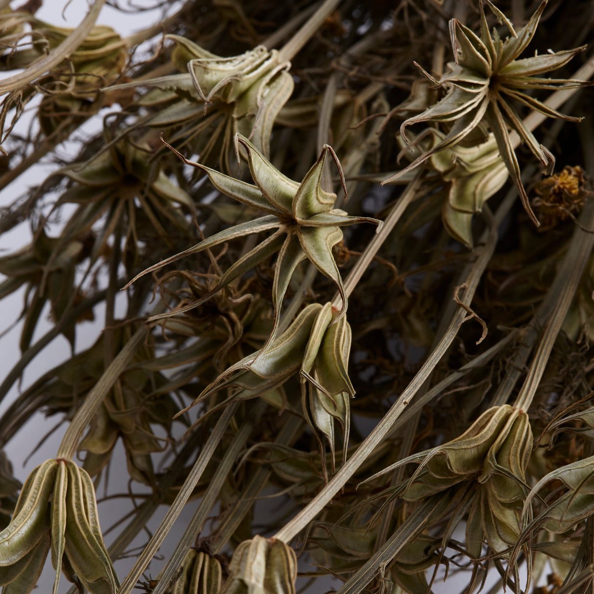 Nigella orientalis, Dried, Natural