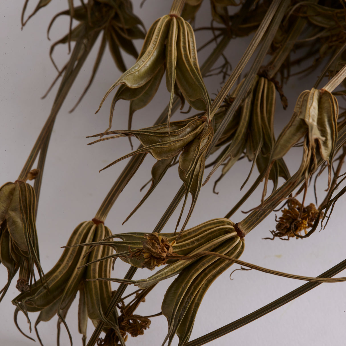 Nigella orientalis, Dried, Natural