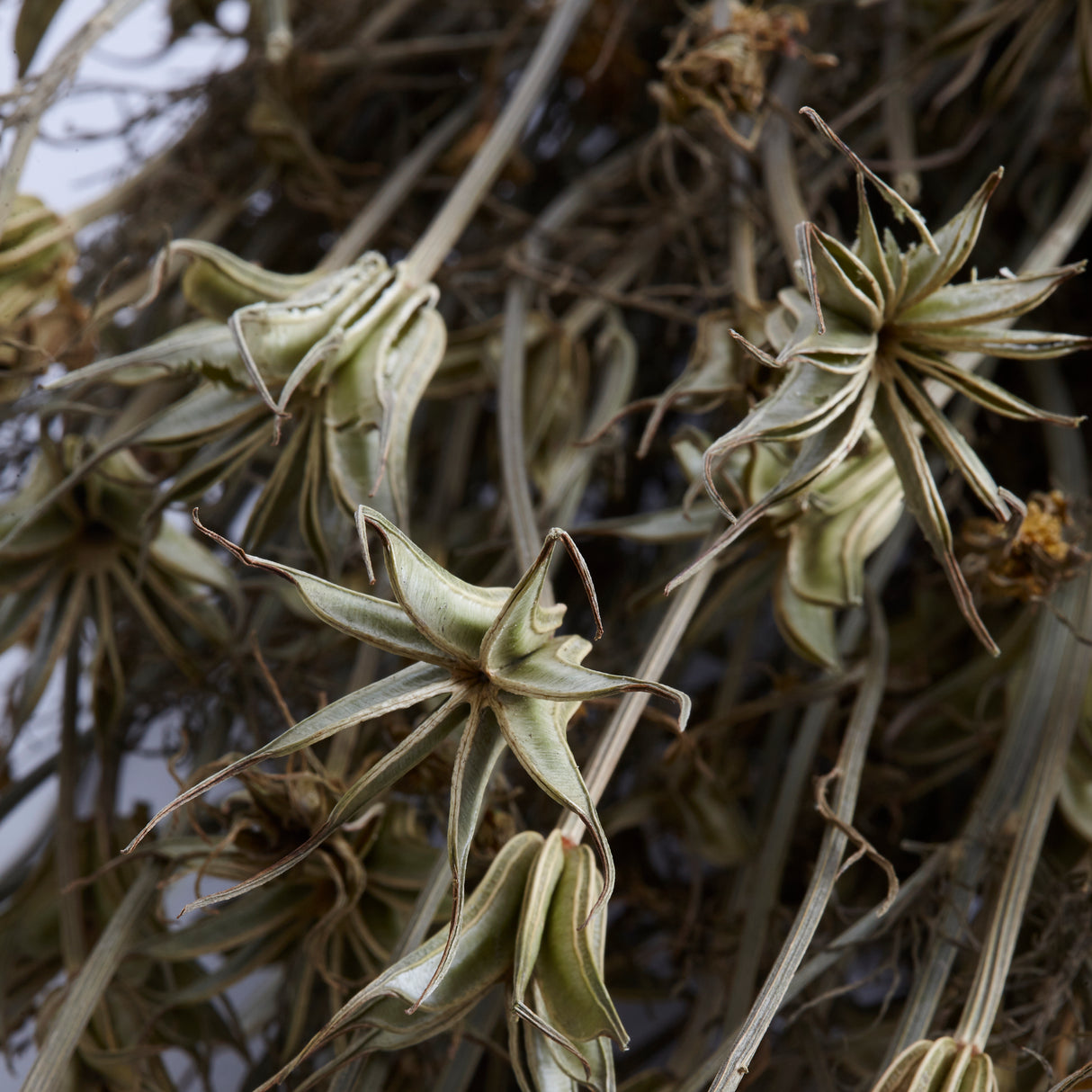 Nigella orientalis, Dried, Natural