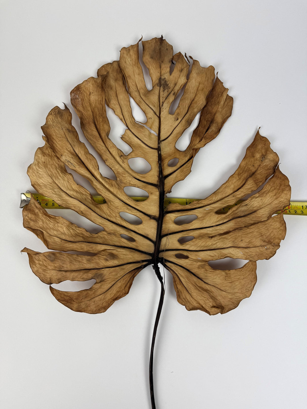 Monstera deliciosa, dried, 35-40cm, bunch x 2 stems