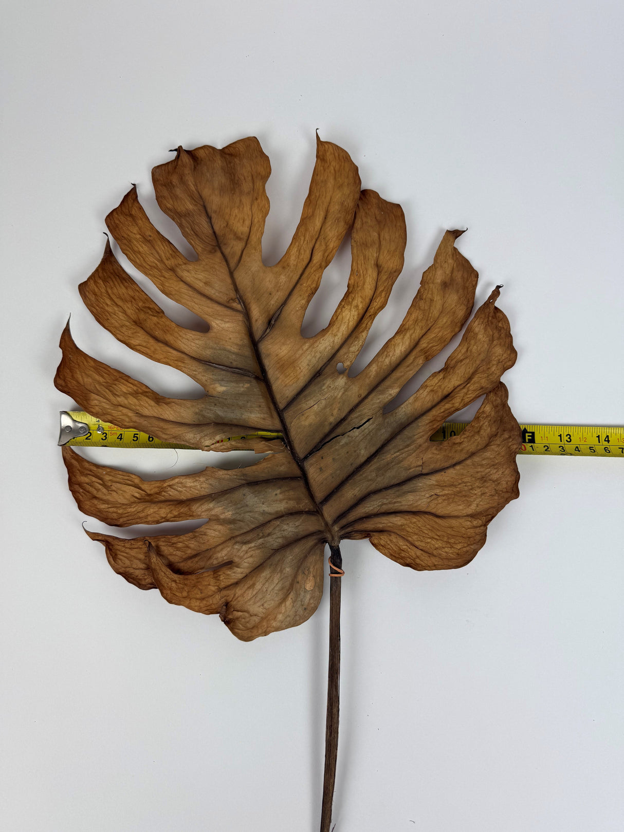 Monstera deliciosa, dried, 25-30cm, bunch x 2 stems