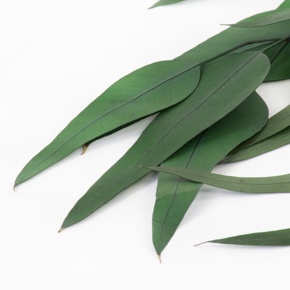 a bunch of green eucalyptus exotica against a white background