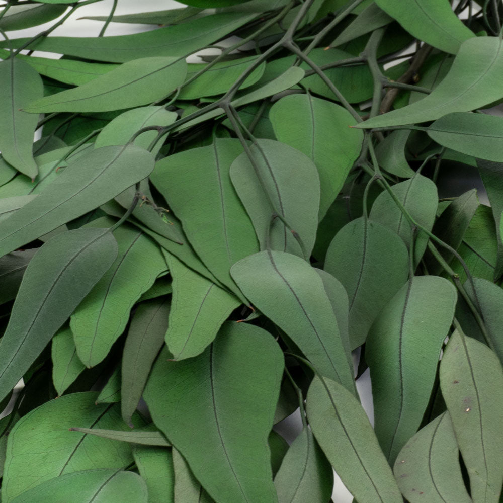 a bunch of green eucalyptus exotica against a white background