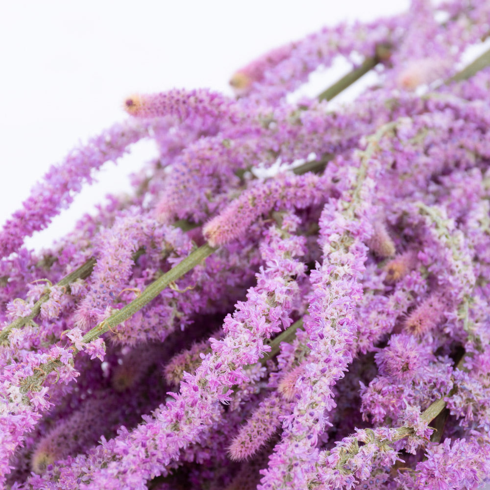 Statice suworowii, Natural Pink