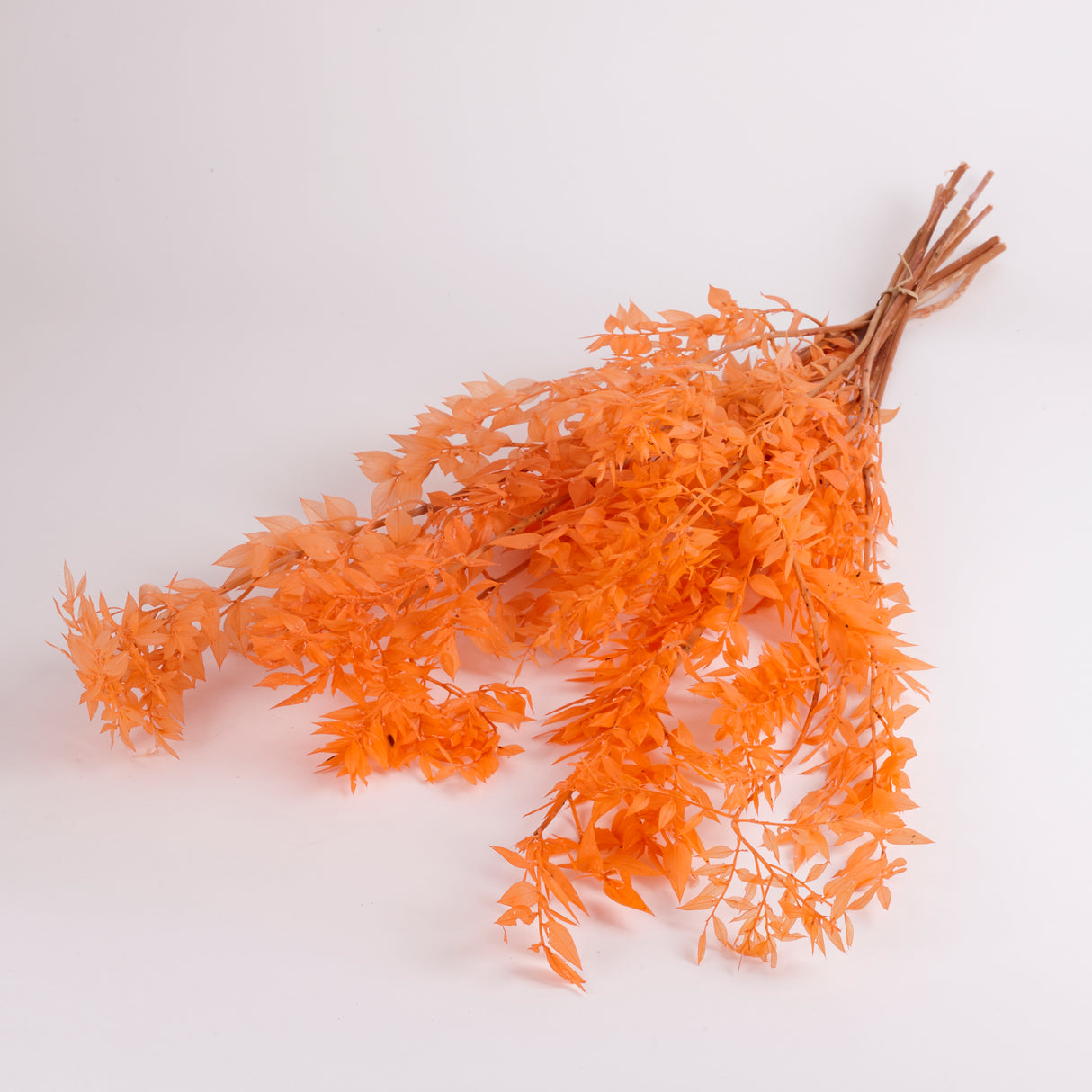 Ruscus Preserved and sold by the bunch, colour Peach