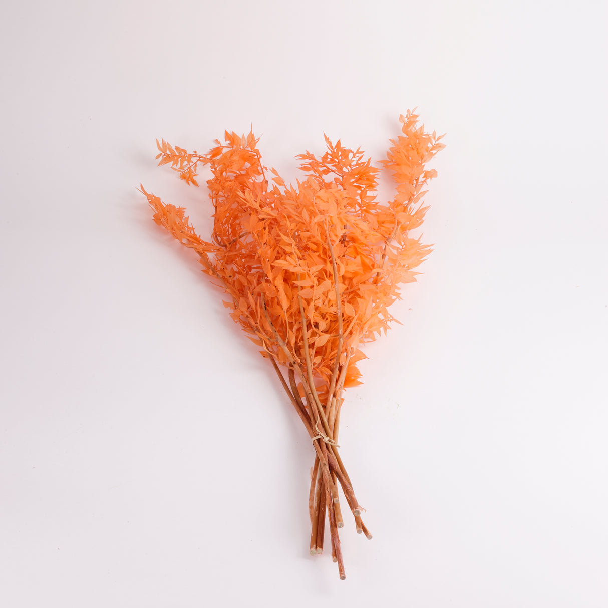 Ruscus (Italian), Preserved, Peach x 10 Stems