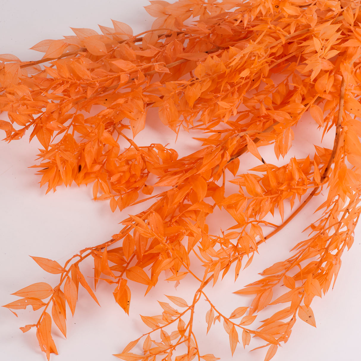 Ruscus (Italian), Preserved, Peach x 10 Stems