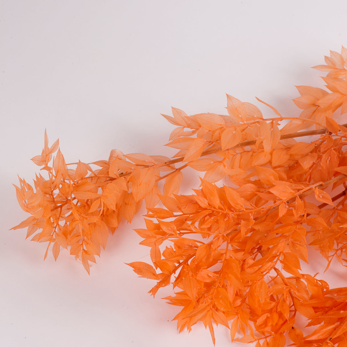 Ruscus (Italian), Preserved, Peach x 10 Stems