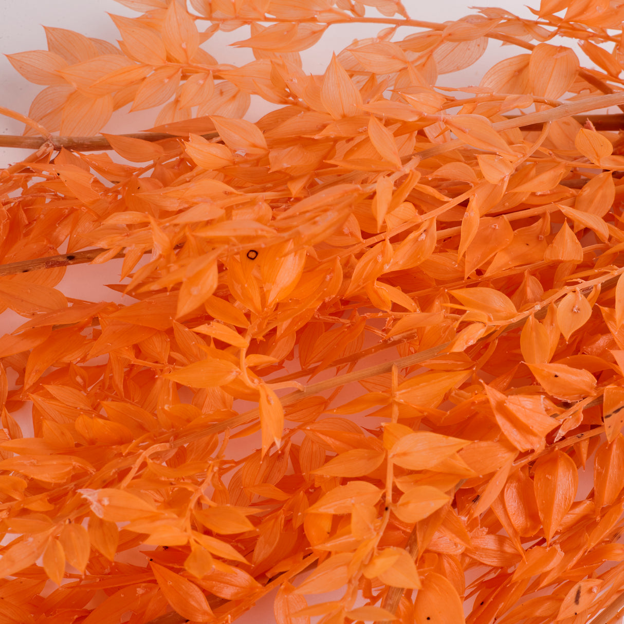 Ruscus (Italian), Preserved, Peach x 10 Stems