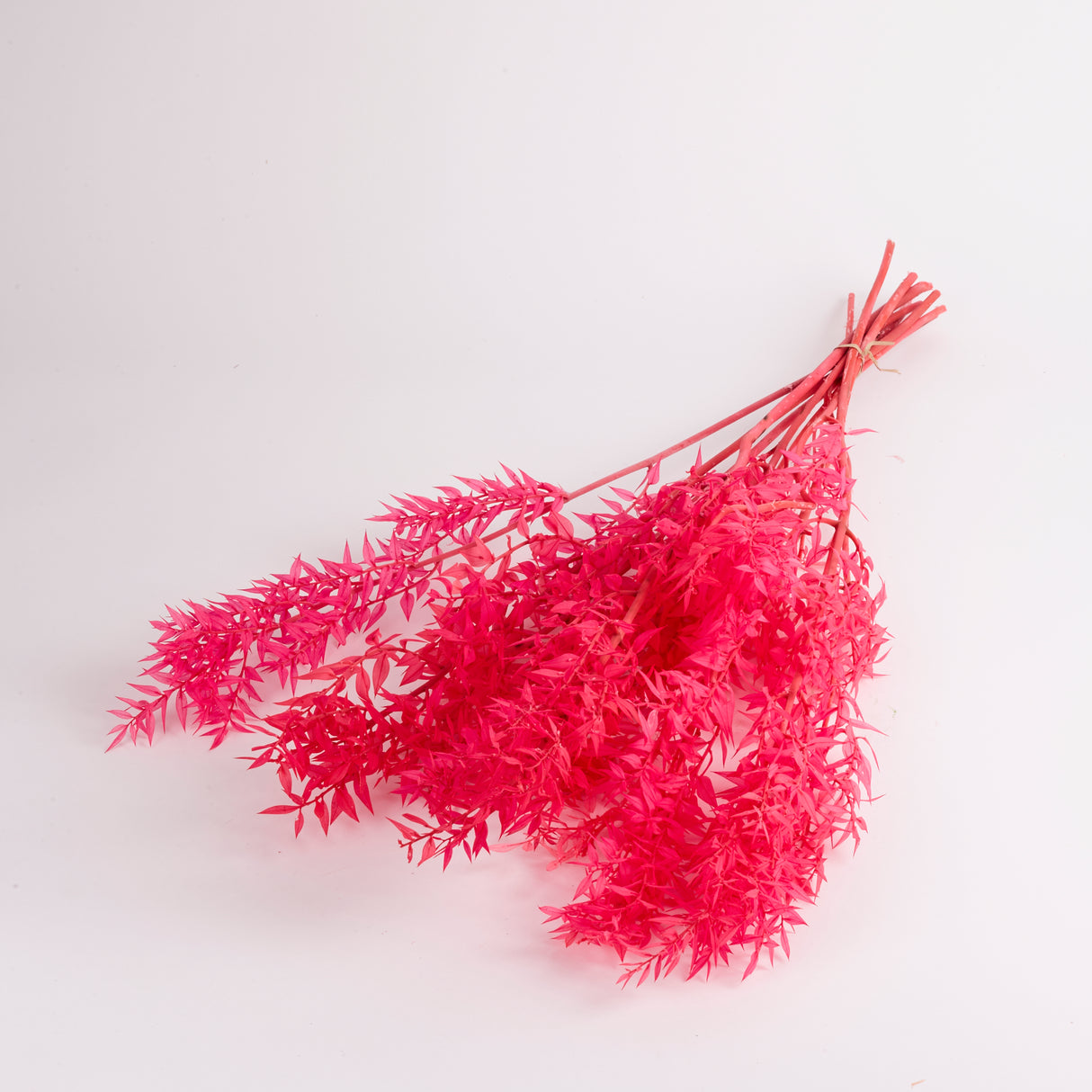 Ruscus Bunch Preserved and Dyed Cerise Pink