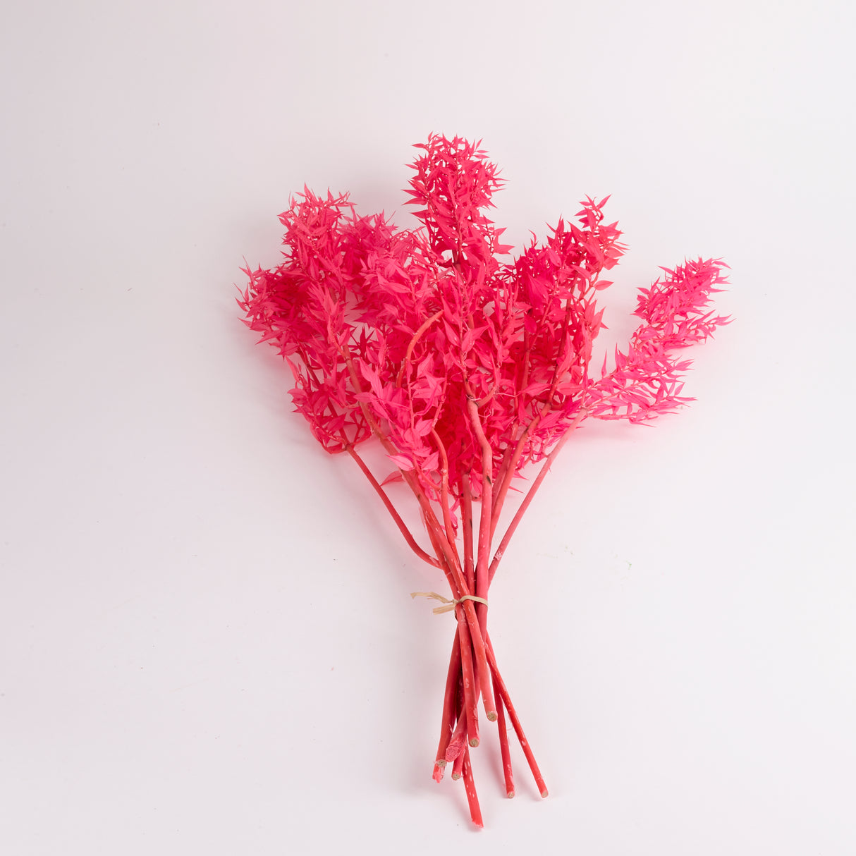 Ruscus (Italian), Preserved, Cerise Pink x 10 Stems