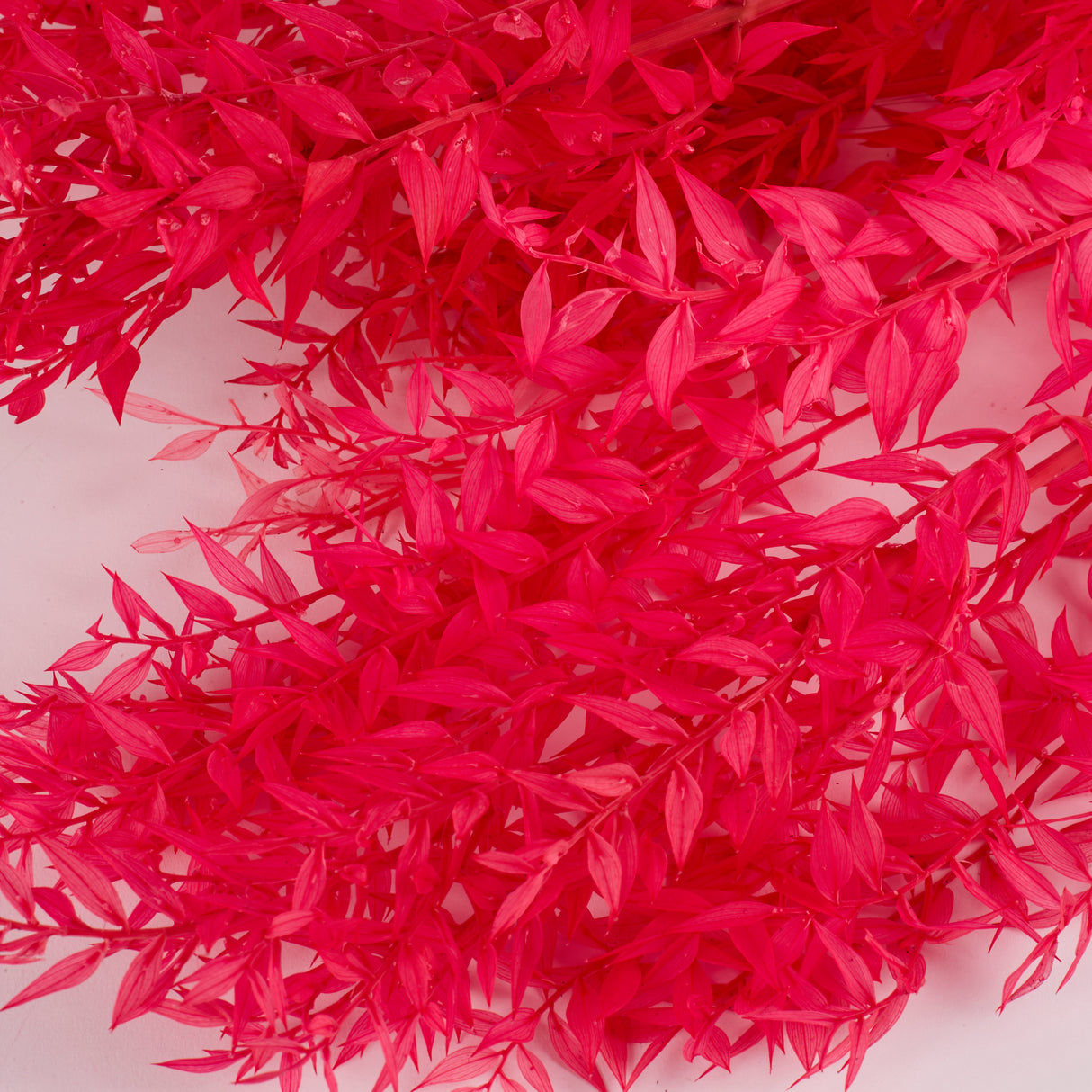 Ruscus (Italian), Preserved, Cerise Pink x 10 Stems