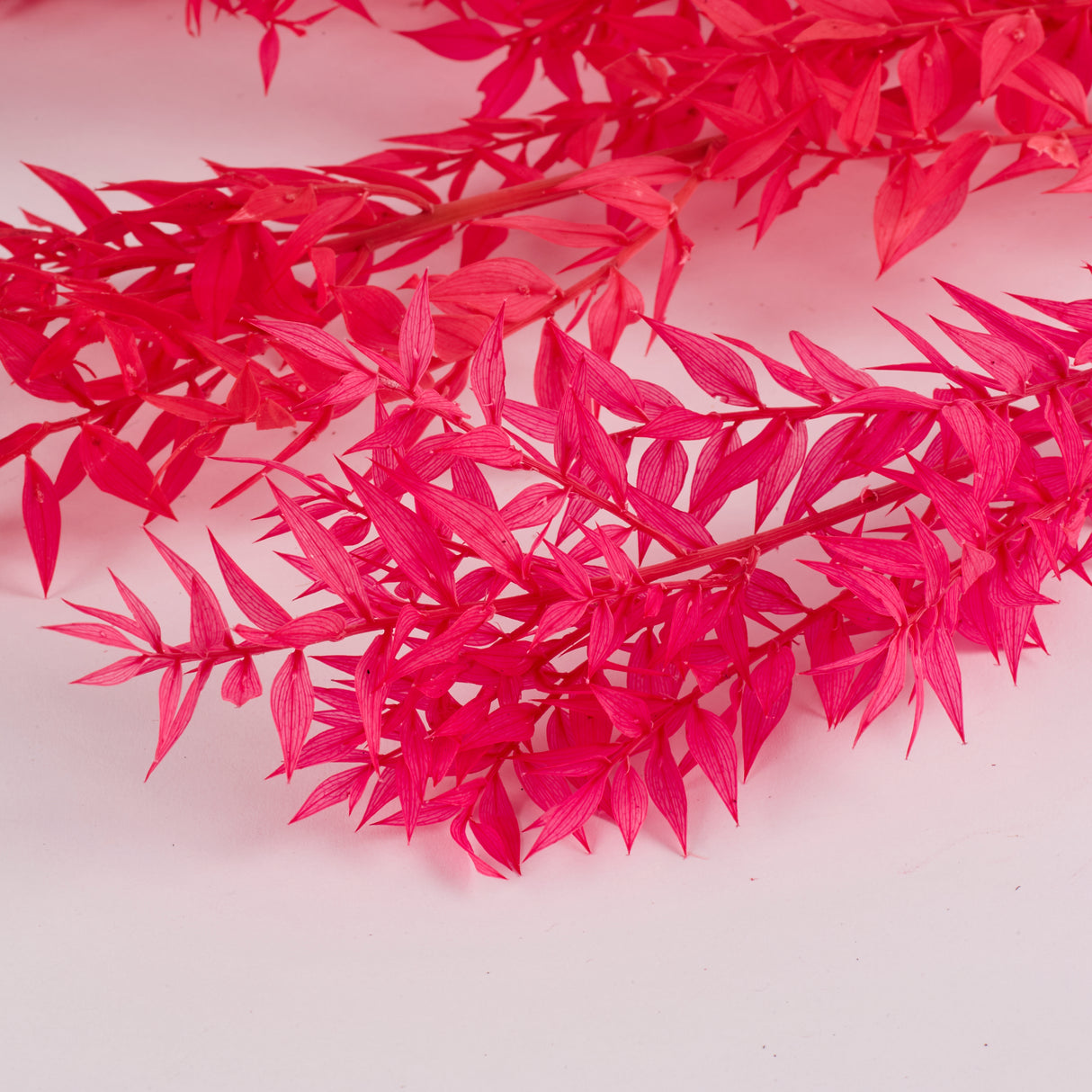 Ruscus (Italian), Preserved, Cerise Pink x 10 Stems