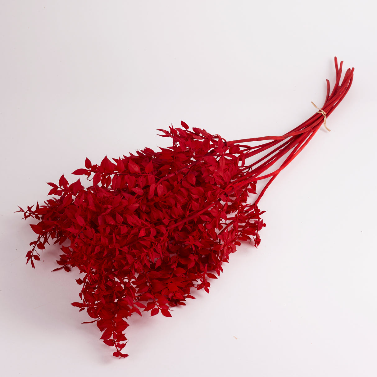 Preserved Ruscus bunch, dyed red