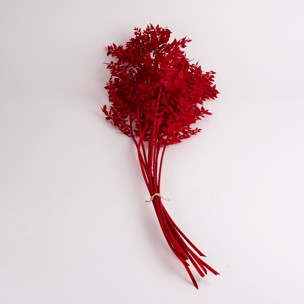 Ruscus (Italian), Preserved, Red x 10 Stems