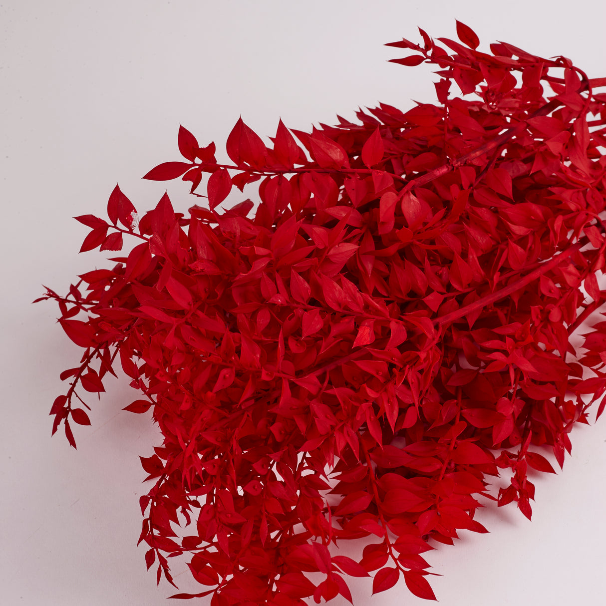 Ruscus (Italian), Preserved, Red x 10 Stems