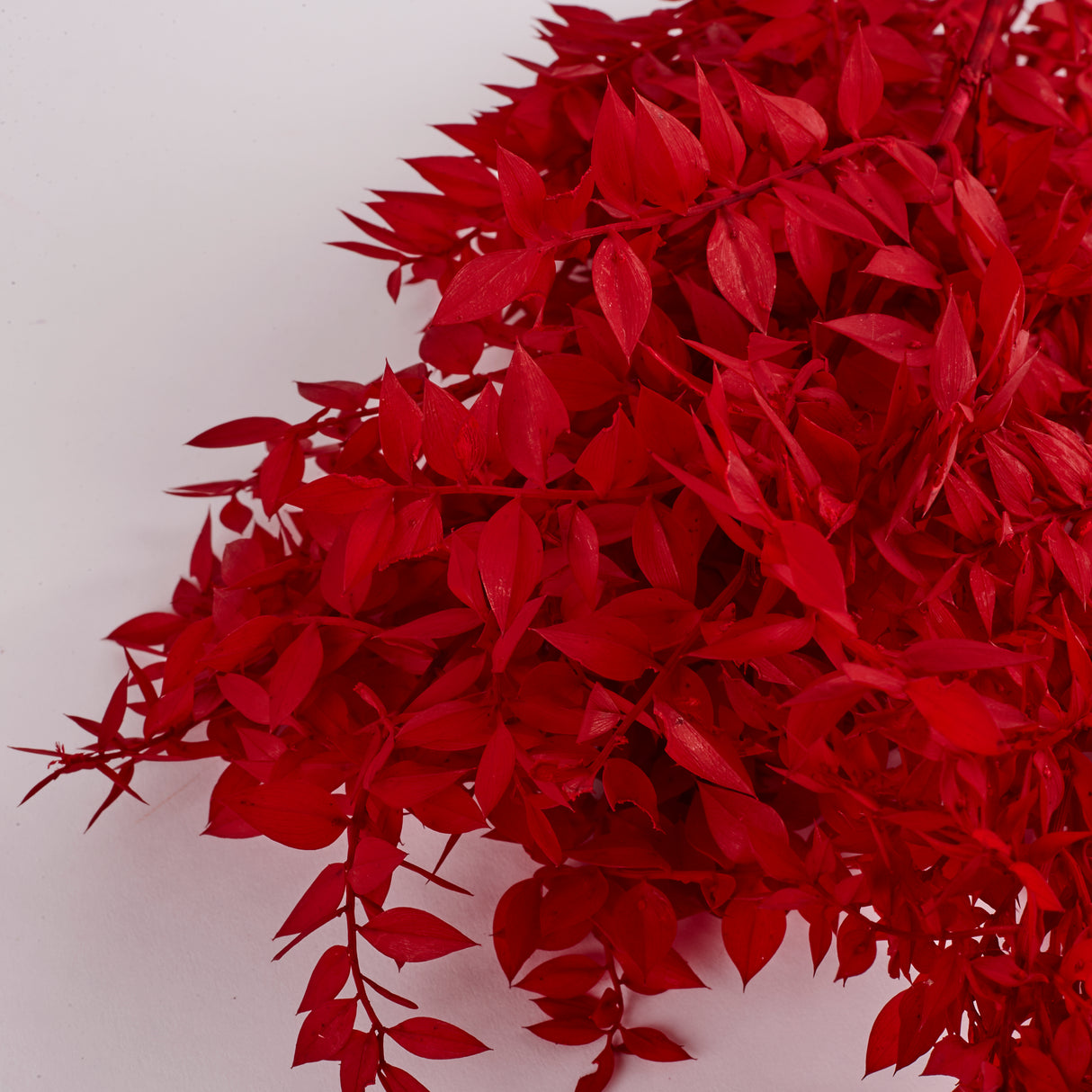 Ruscus (Italian), Preserved, Red x 10 Stems
