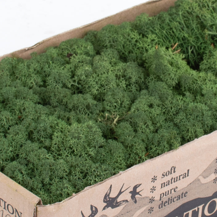 Icelandic Moss, Moss Green, 500g