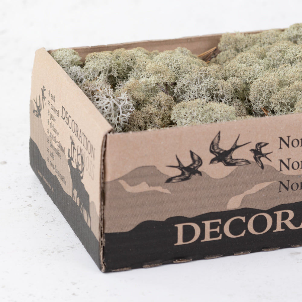 Preserved Icelandic Moss, Grey, 500g