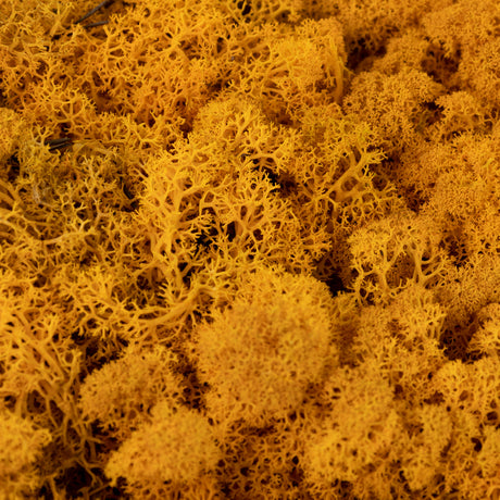 Icelandic Moss, Orange, 500g