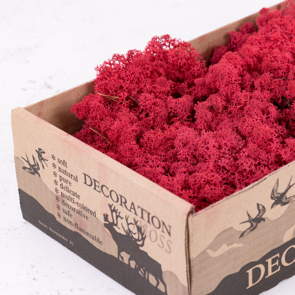 Briza maxima, Fuchsia, 50g