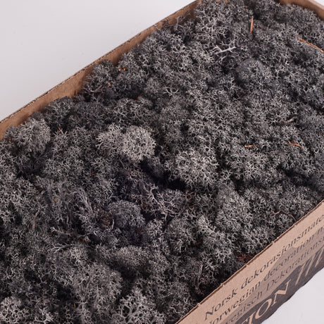 Icelandic (Reindeer) Moss, Preserved, Anthracite, 425g