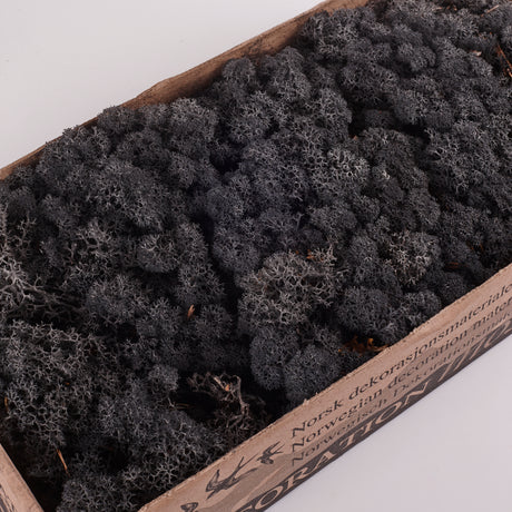 Icelandic (Reindeer) Moss, Preserved, Black, 425g