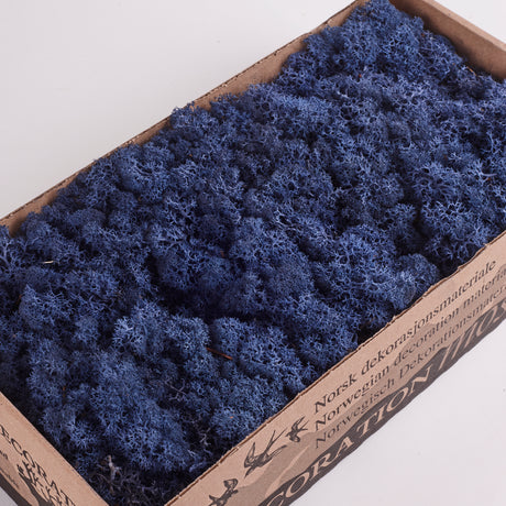 Icelandic (Reindeer) Moss, Preserved, Blue, 425g