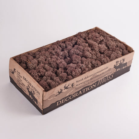 Preserved Reindeer Moss Brown