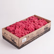 Reindeer Moss Fuchsia Pink