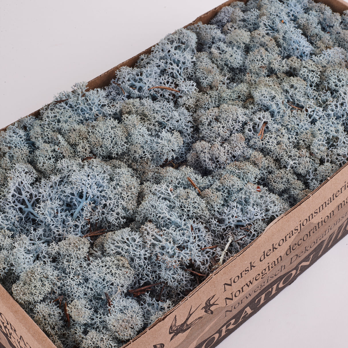 Icelandic (Reindeer) Moss, Preserved, Ice Blue, 425g