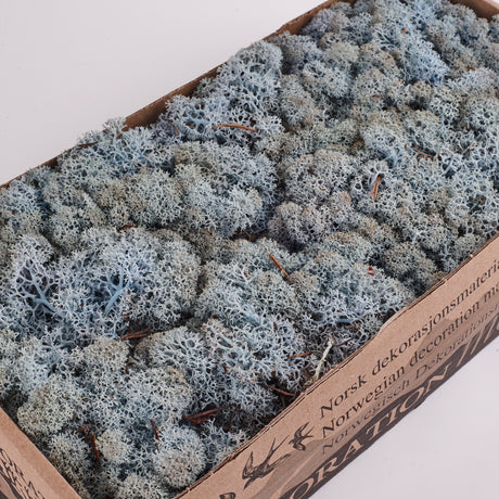 Icelandic (Reindeer) Moss, Preserved, Ice Blue, 425g