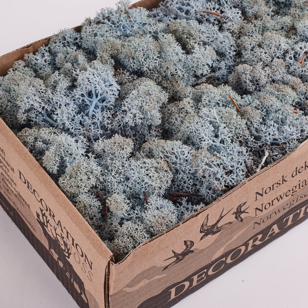 Icelandic (Reindeer) Moss, Preserved, Ice Blue, 425g