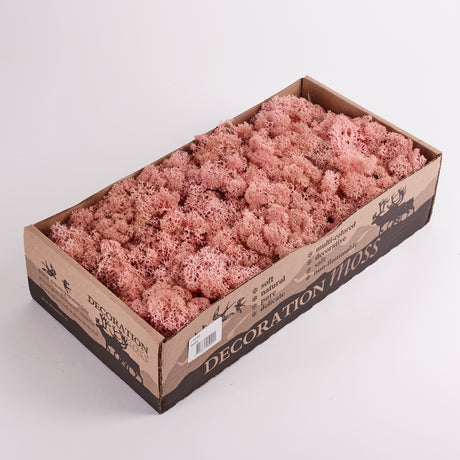 Reindeer Moss Light Pink