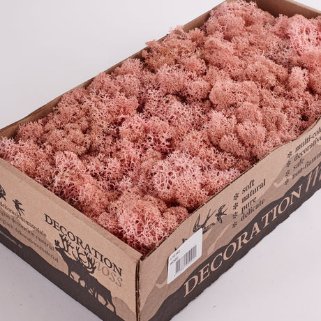 Icelandic (Reindeer) Moss, Preserved, Light Pink, 425g