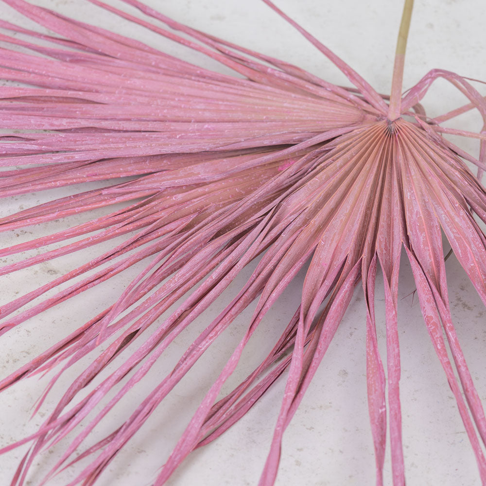 Fan Palm, Frosted Pink, 70cm, Bunch x 10