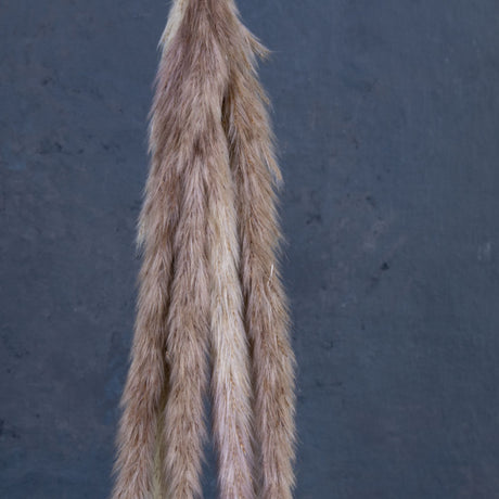 Pampas, Hanging Bobbin, Natural, 27cm
