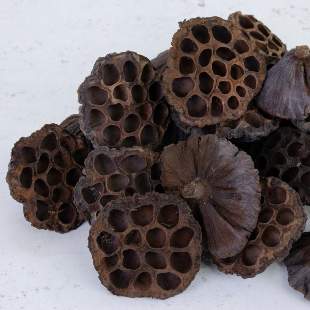 Lotus Heads, Natural, 6-8cm, Bag x 50