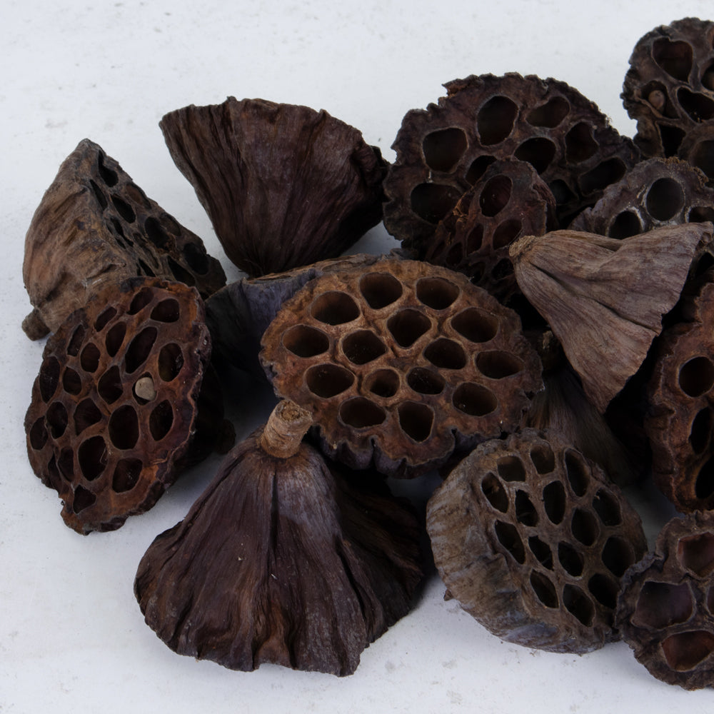 Lotus Heads, Natural, 9-11cm, Bag x 50