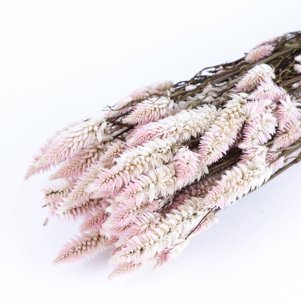 Celosia, Dried, Natural Pink, Bunch