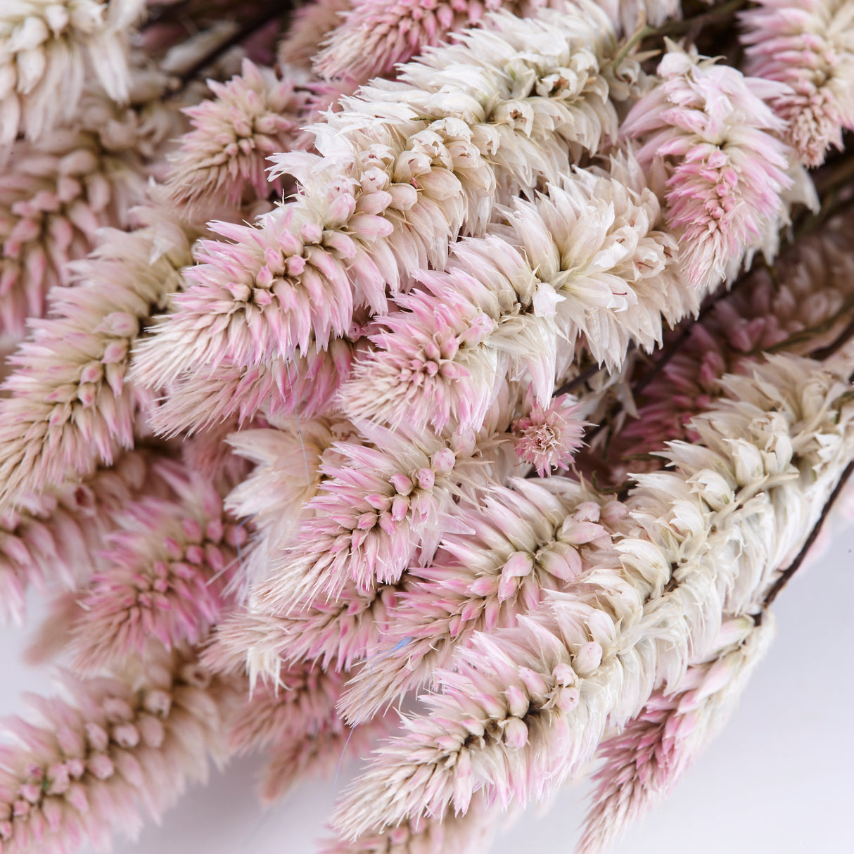 Celosia, Dried, Natural Pink, Bunch