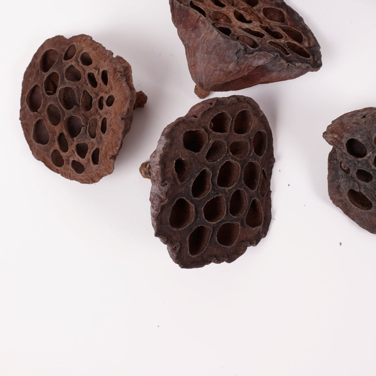 Lotus Heads, Natural, Medium, Bag x 50