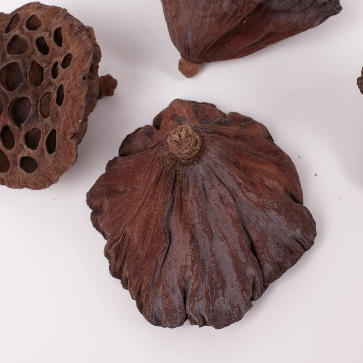 Lotus Heads, Natural, Medium, Bag x 50