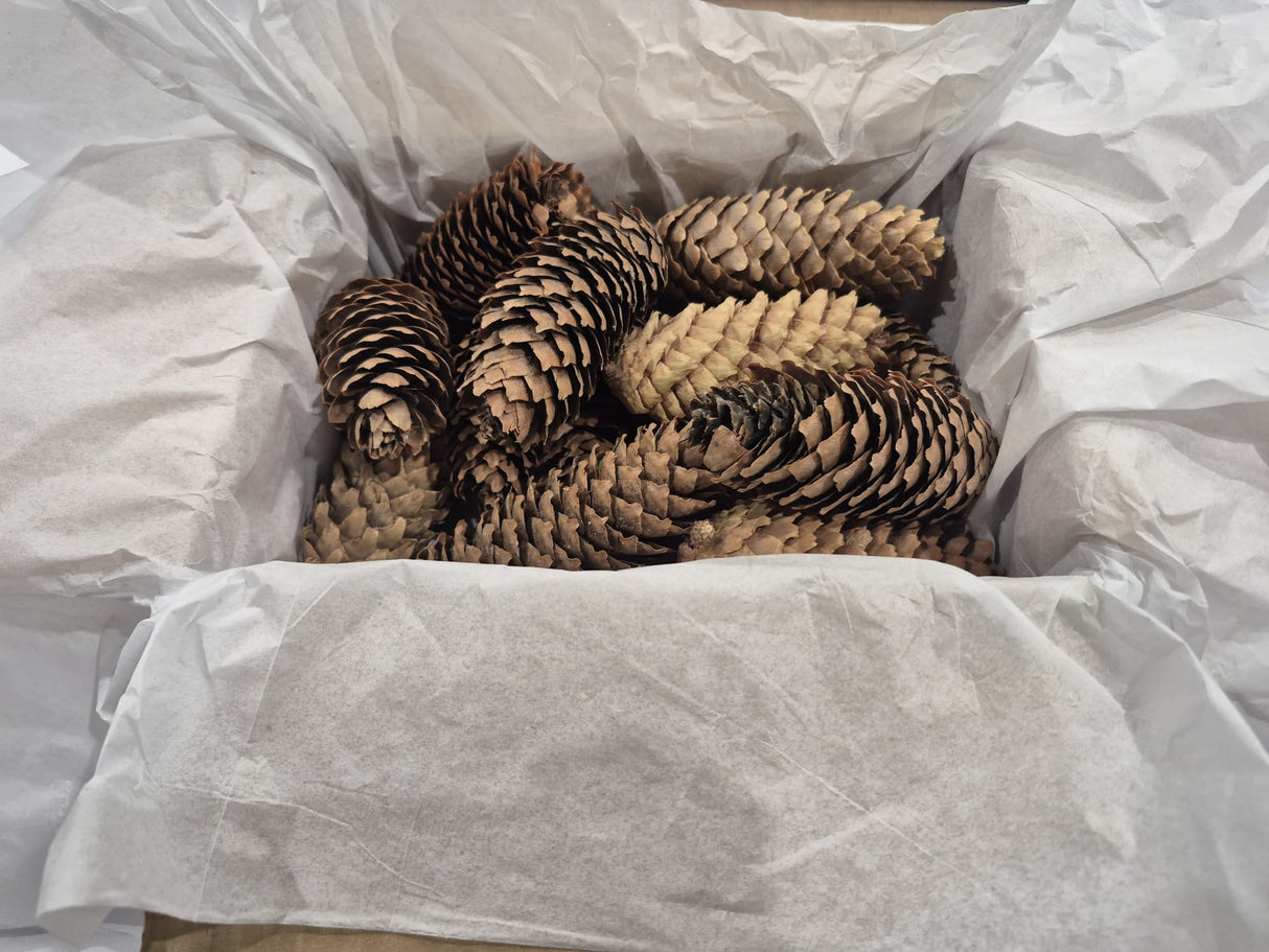 Norway Spruce Cones, Natural and Dried, 250g