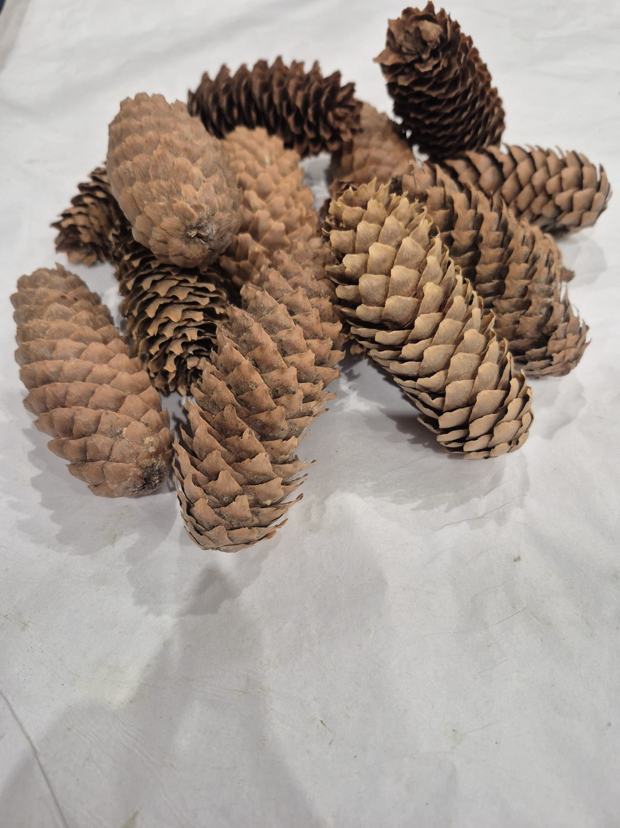 Norway Spruce Cones, Natural and Dried, 250g