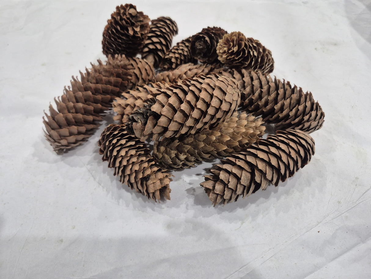 Norway Spruce Cones, Natural and Dried, 250g