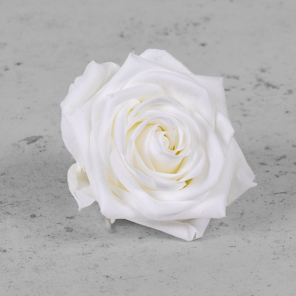 Rose Heads, Preserved, Premium, White, Box x 4