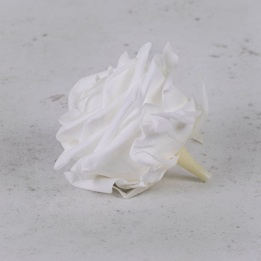 Rose Heads, Preserved, Premium, White, Box x 4