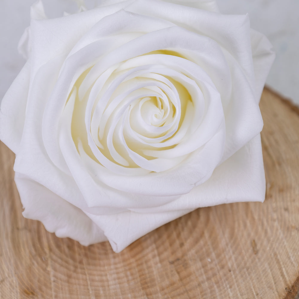 Rose Heads, Preserved, Premium, White, Box x 4